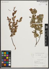 Foto von Salix myrtilloides L.